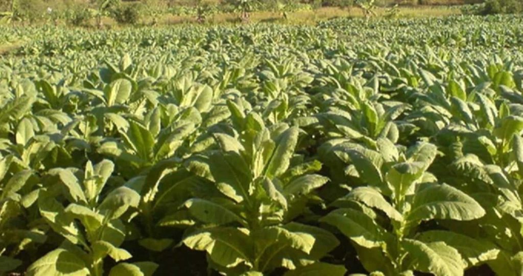 Close-up of a tobacco leaf in Hungary